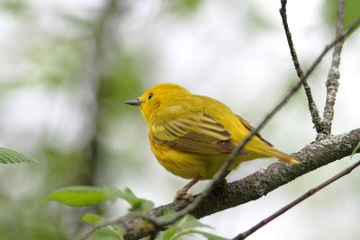 Paruline jaune