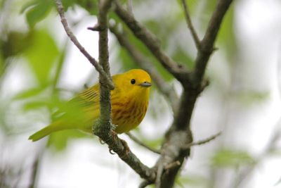 Paruline jaune