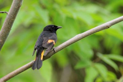 Paruline flamboyante