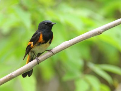 Paruline flamboyante
