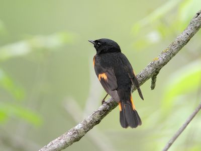 Paruline flamboyante