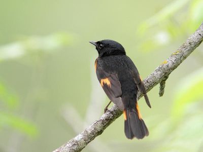 Paruline flamboyante