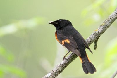 Paruline flamboyante