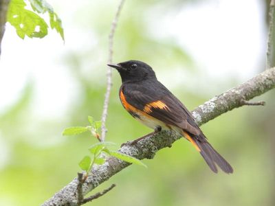 Paruline flamboyante