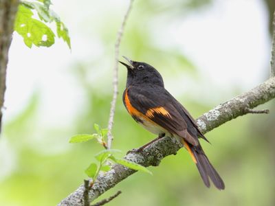 Paruline flamboyante