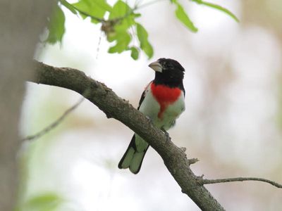 Cardinal à poitrine rose