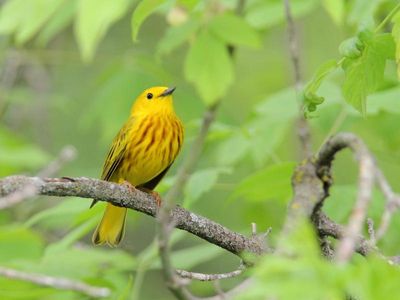 Paruline jaune