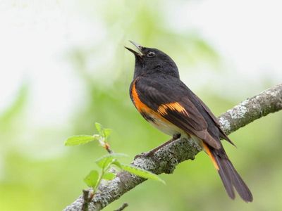 Paruline Flamboyante