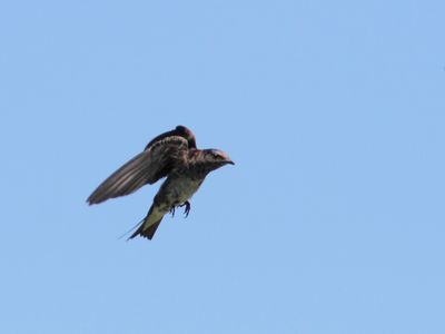Hirondelle noire