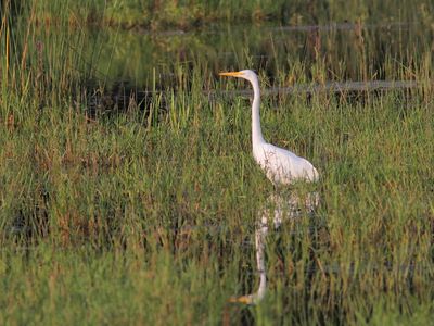 Grande Aigrette