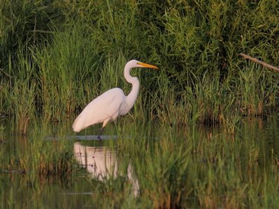 Grande Aigrette