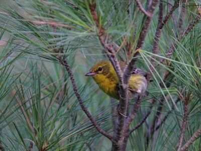 Paruline des pins