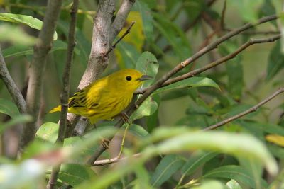 Paruline jaune