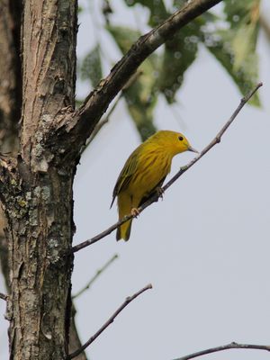 Paruline jaune