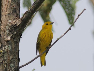 Paruline jaune