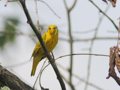 Paruline jaune