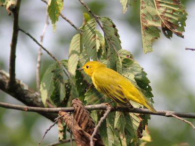 Paruline jaune