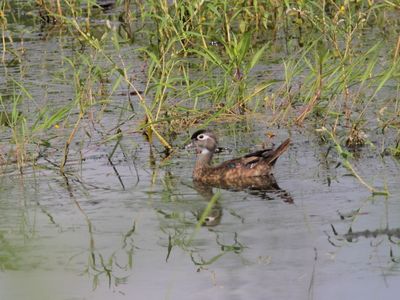 Canard branchu