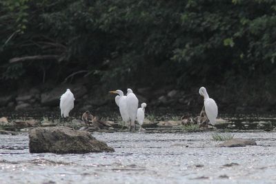 Grande Aigrette, Aigrette neigeuse