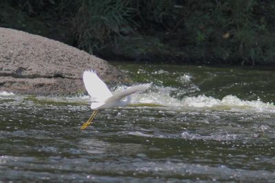 Aigrette neigeuse