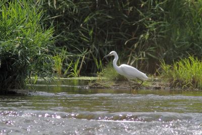 Aigrette neigeuse