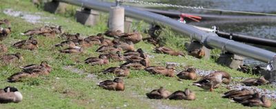 Canard colvert