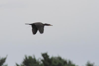 Cormoran à aigrettes
