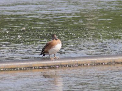 Canard d'Amérique