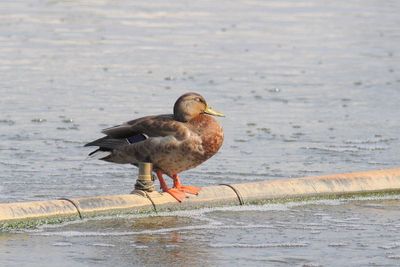 Canard colvert