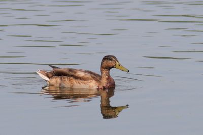 Canard colvert