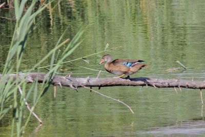 Canard branchu