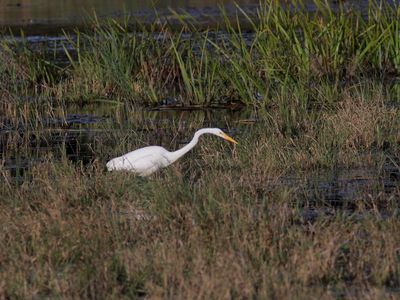 Grande Aigrette