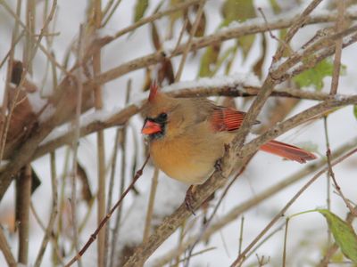 Cardinal rouge