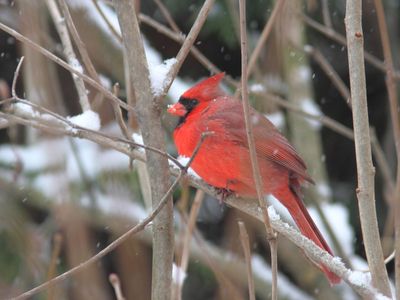 Cardinal rouge
