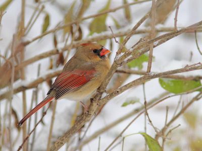 Cardinal rouge