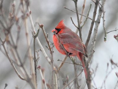 Cardinal rouge