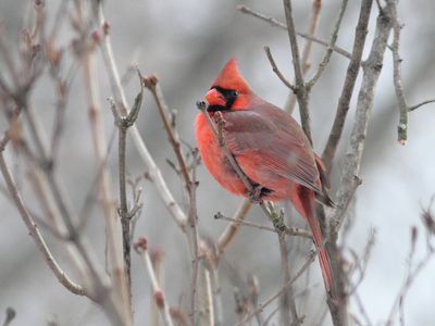 Cardinal rouge
