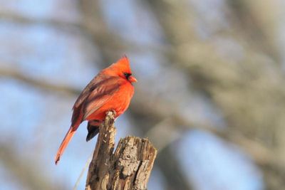 Cardinal rouge