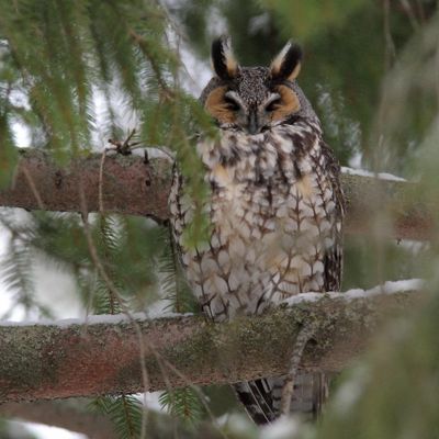 Hibou Moyen-duc