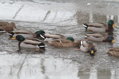 Canard colvert
