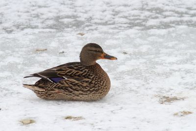 Canard colvert