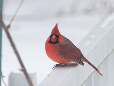 Cardinal rouge