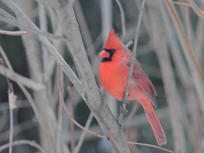 Cardinal rouge