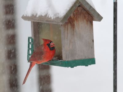 Cardinal rouge
