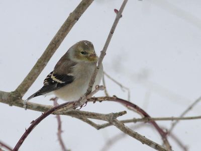 Chardonneret jaune