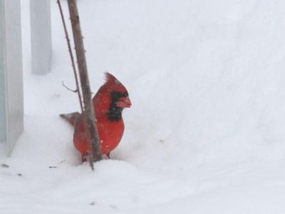 Cardinal rouge