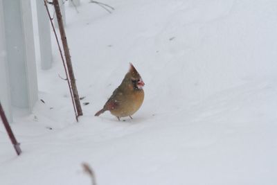 Cardinal rouge