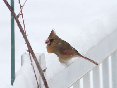 Cardinal rouge