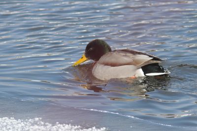 Canard colvert