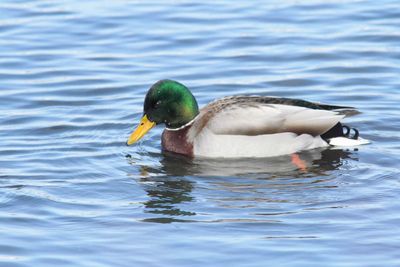 Canard colvert